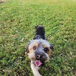 Alimagnet Dog Park