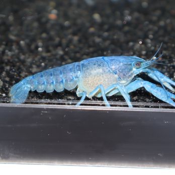 KMA Aquatics - Aquarium Services Near Me - Rialto, California