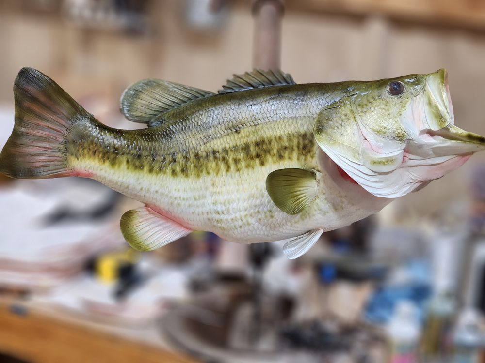 Bulverde Taxidermy - taxidermy in Bulverde, TX