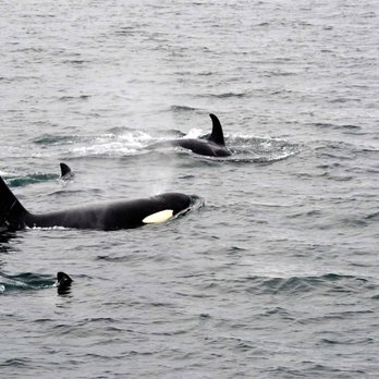 Vivid Endeavors - Whale Watching Tours Near Me Vivid Endeavors - Whale Watching Tours Near Me