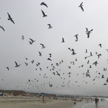 Venice Beach - Hella sea gulls!! - Beaches Near Me - Half Moon Bay, California
