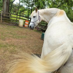 Pretty horsey