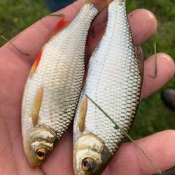 Ray's Seafood Bait & Tackle