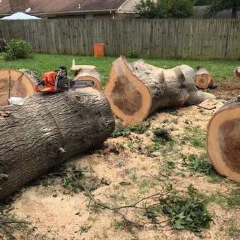 Father and sons reliable tree service - a log being cut - Tree Services Near Me Father and sons reliable tree service - a log being cut - Tree Services Near Me