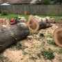 Photo of Father and sons reliable tree service