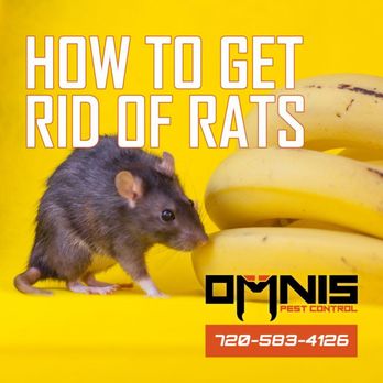 Omnis Pest Control - Pest Control Near Me - Castle Rock, Colorado Omnis Pest Control - Pest Control Near Me - Castle Rock, Colorado