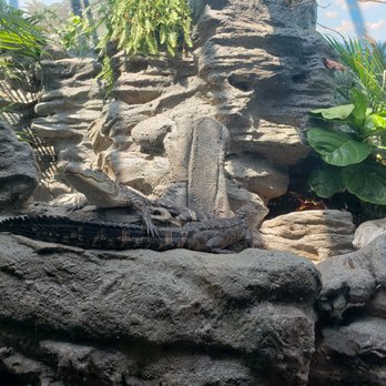 Shedd Aquarium - Aquariums Near Me - Chicago, Illinois
