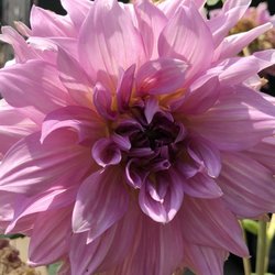 The Pampering Place Day Wellness Spa - Summer lovelies that grace the enterance to the spa