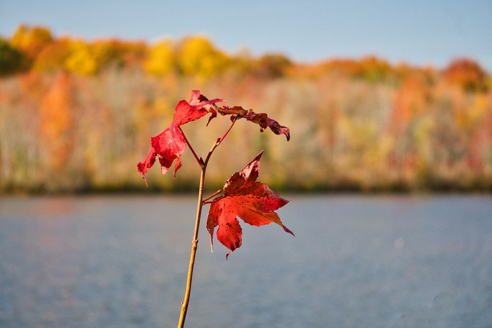 Plainsboro Preserve Image