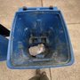 Photo of Wilburs Clean Cans