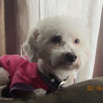 K9 Loft - Diva Sooki - Pet Groomers Near Me - Sherman Oaks, California K9 Loft - Diva Sooki - Pet Groomers Near Me - Sherman Oaks, California