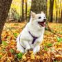 Photo of Madra Pet Styling