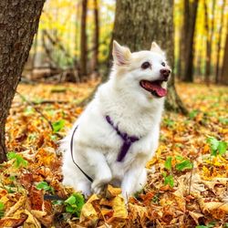 Madra Pet Styling