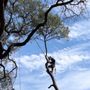 Photo of Metropolitan Tree Services