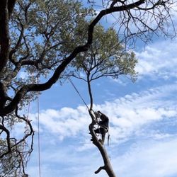 Metropolitan Tree Services - Best tree and lawn service company in Texas