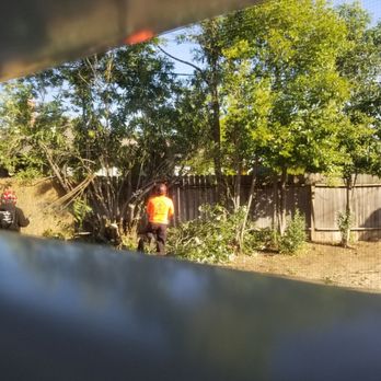 Golden Roots Tree Care - Tree Services Near Me