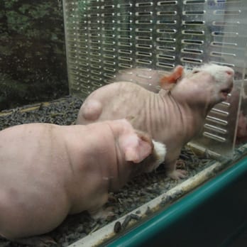 Koolau Pets Plants & Ponds - Diseased guinea pigs - Pet Stores Near Me - Kaneohe, Hawaii
