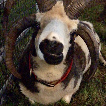 Hebron Harvest Fair - Jacobs sheep - Festivals Near Me - Hebron, Connecticut