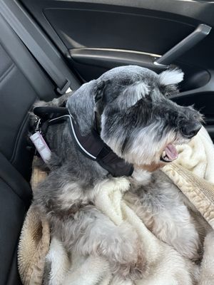 Adorable Pet Grooming Salon by null