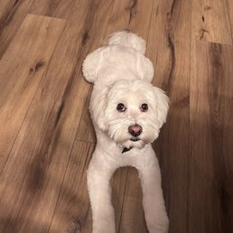 Theodore's fresh groom.