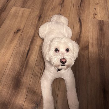Grooming By Kim - Theodore's fresh groom. - Pet Groomers Near Me - Scottsdale, Arizona