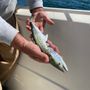 Photo of Blue Water Charters