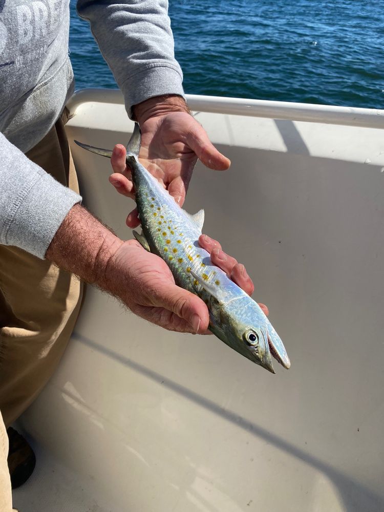 Blue Water Charters Logo