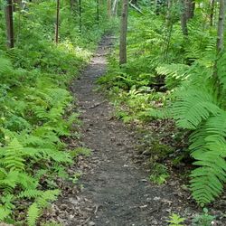 Checkerboard Park - Woodsy trail around the pond.