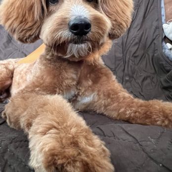 Dream Pet Grooming  - Top paw and nail trim - Pet Groomers Near Me - Irvine, California