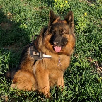 L'Ecole du Chien - Pet Training Near Me - Vaucelles, WHT