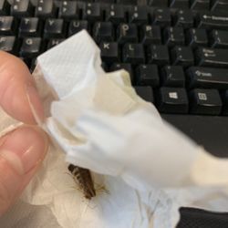 Soup It Up - Cockroach found in my spinach salad from First Canadian Place's Soup It Up.