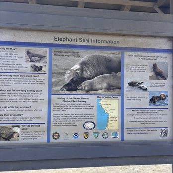 Elephant Seal Vista Point - Beaches Near Me - San Simeon, California