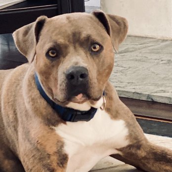 Karma Dog Training - Pet Training Near Me - Carlsbad, California