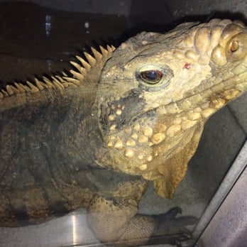 Reptile Show - Arts & Entertainment Near Me - Sacramento, California Reptile Show - Arts & Entertainment Near Me - Sacramento, California