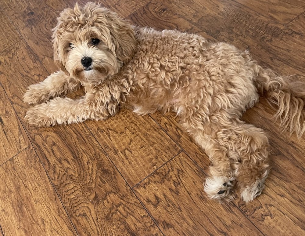 SHEAR CANINE Updated October 2024 73 Photos & 76 Reviews 6061