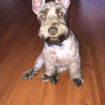 Fabulous Pets - Keizer Milo after his visit to the groomers. - Pet Groomers Near Me - Miramar, Florida