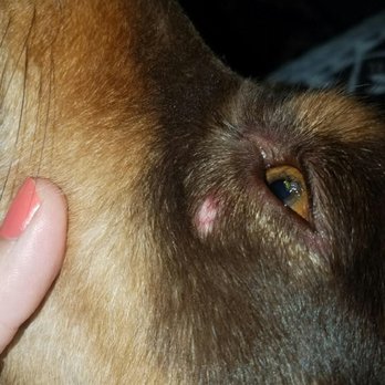 Noahs Ark Pet Grooming - Here's the cuts and abrasions she walked out with - Pet Groomers Near Me - Schertz, Texas Noahs Ark Pet Grooming - Here's the cuts and abrasions she walked out with - Pet Groomers Near Me - Schertz, Texas
