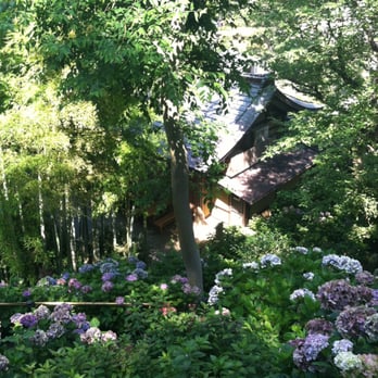 Supera Tours - Hydrangeas at Hasedera Temple - Historical Tours Near Me - South El Monte, California Supera Tours - Hydrangeas at Hasedera Temple - Historical Tours Near Me - South El Monte, California