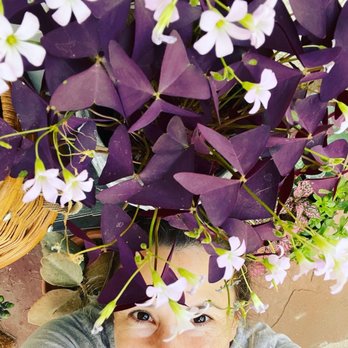 Plantiitas - Purple hair don't care! - Home Decor Near Me - Long Beach, California Plantiitas - Purple hair don't care! - Home Decor Near Me - Long Beach, California