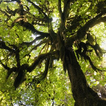 Olympic National Park - Parks Near Me - Port Angeles, Washington