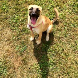 Puppy Love Dog Sitting Services - My pup, Nikita.
