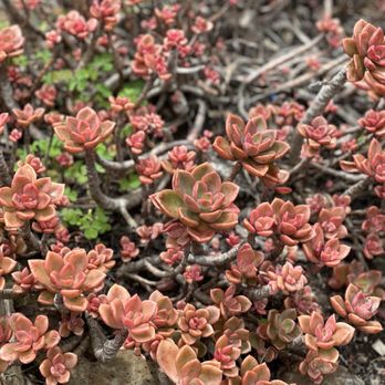 Ali'i Kula Lavender - Tours Near Me - Kula, Hawaii