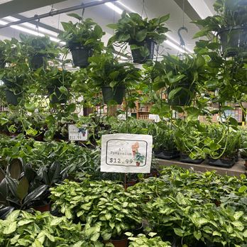 Brooklyn Plantology By Lapide - Syngonium - Nurseries & Gardening Near Me - Brooklyn, New York