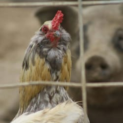 Da-Le Ranch - Animals living harmony.
