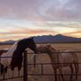 Amado Equine Hacienda