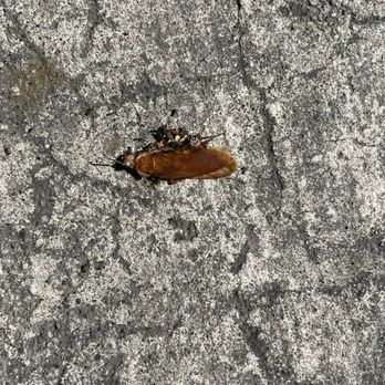 3310 Apartment Homes - Cockroaches that will never leave - Apartments Near Me - Sacramento, California 3310 Apartment Homes - Cockroaches that will never leave - Apartments Near Me - Sacramento, California