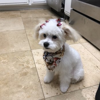 Paris' Pampered Pets - Pet Groomers Near Me - Vista, California Paris' Pampered Pets - Pet Groomers Near Me - Vista, California