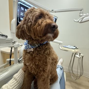 Rosy Dental - Finley! - Cosmetic Dentists Near Me - Santa Ana, California