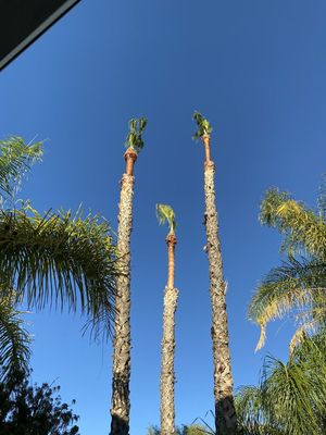 Palm Tree Service - Tree Care is essential to a beautiful home. Call Ceron today for a free consultation today at (661) 621-1463 Need Help With Your 2024 Tree Care? You can count on Ceron to maintain the attractive appearance and excellent condition of your Trees! Serving Santa Clarita and San Fernando Valleys.