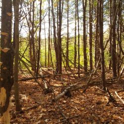 Douglas Memorial Woods - Fallen trees.